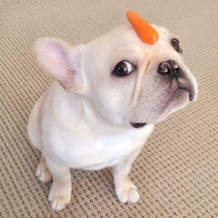 出門上班時忘給法斗留狗糧,半小時后男友發來狗狗照片差點笑噴